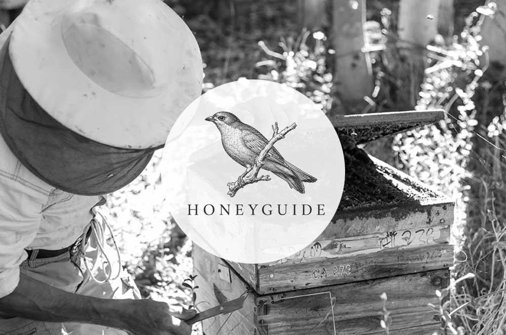 Honeyguide