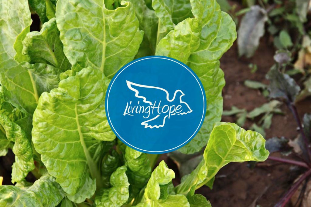 Living Hope Vegetables