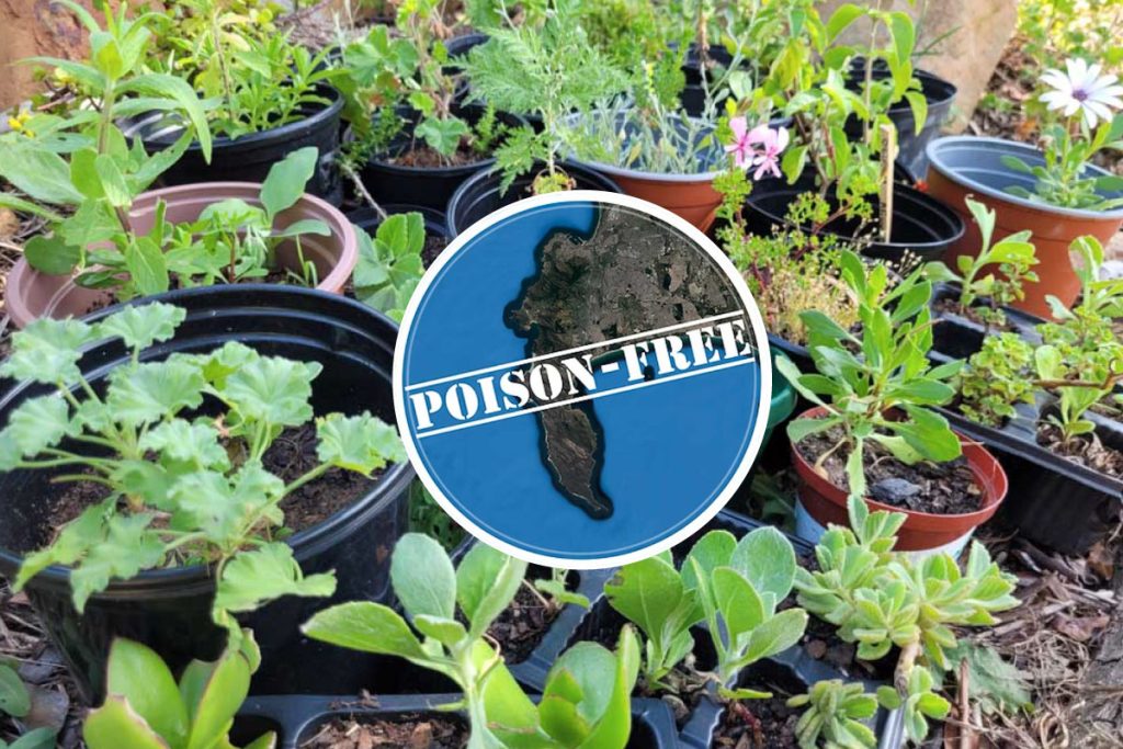 Poison Free Plants