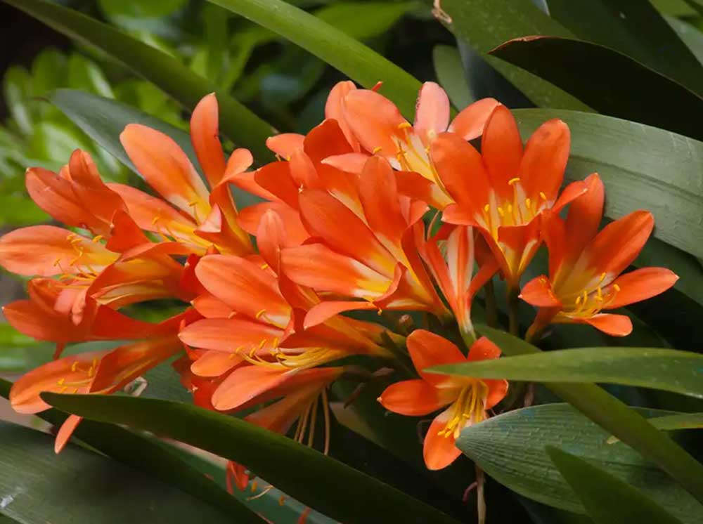 Webster’s Plants